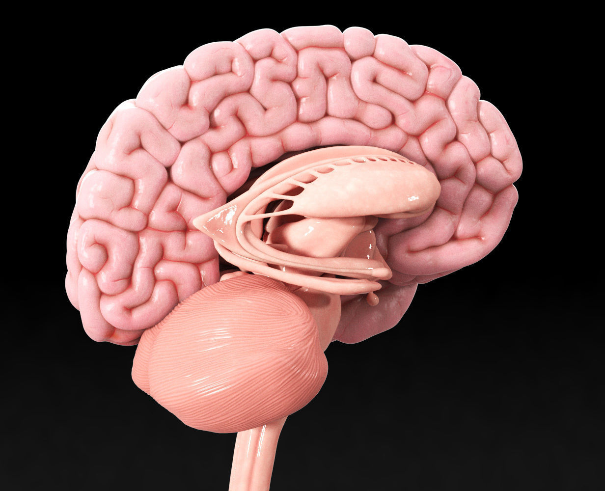 Human Brain Low-poly 3D model_15