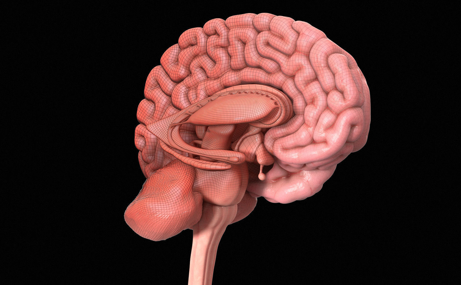 Human Brain Low-poly 3D model_11