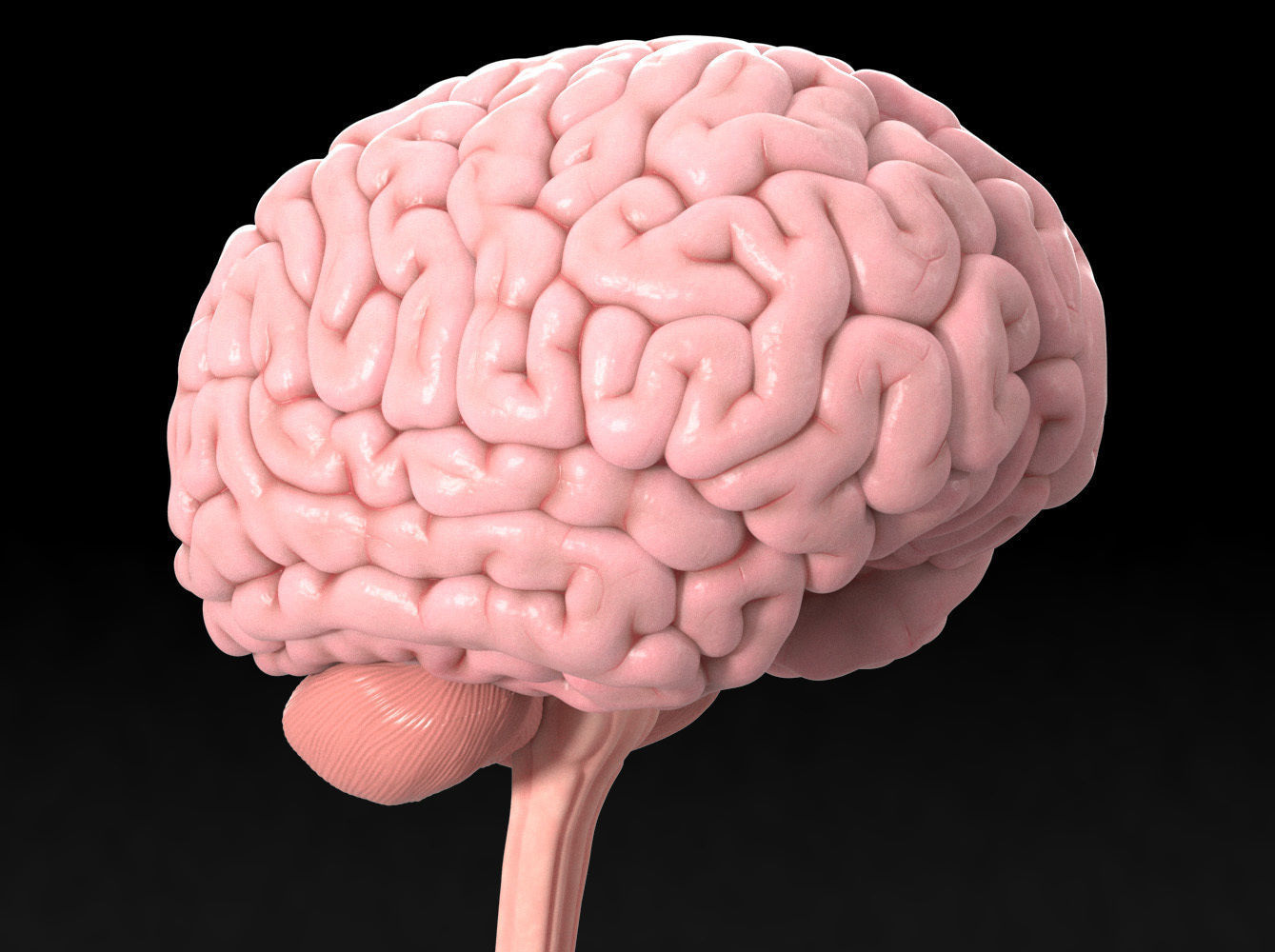 Human Brain Low-poly 3D model_5
