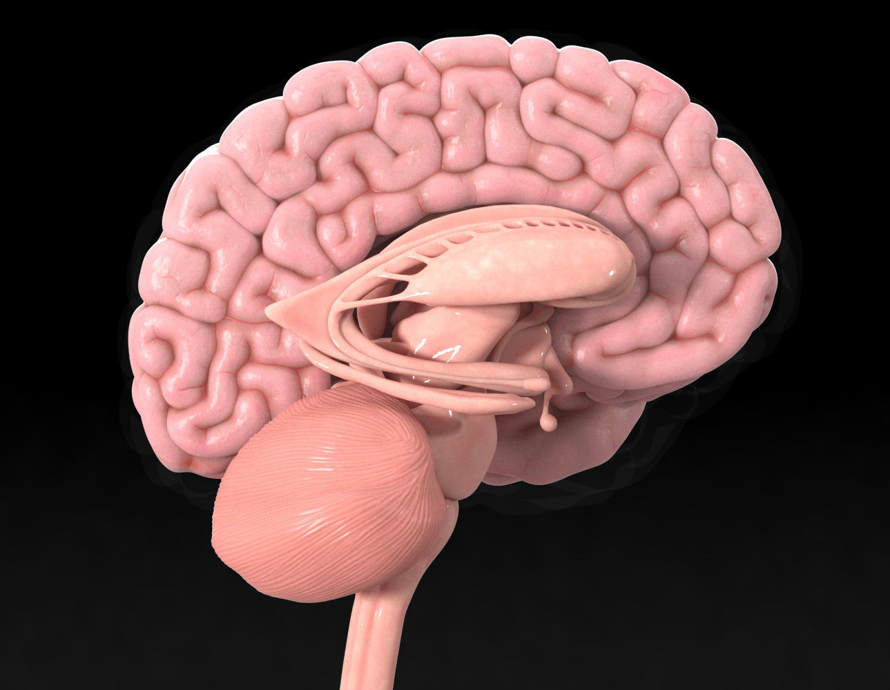 Human Brain Low-poly 3D model_3