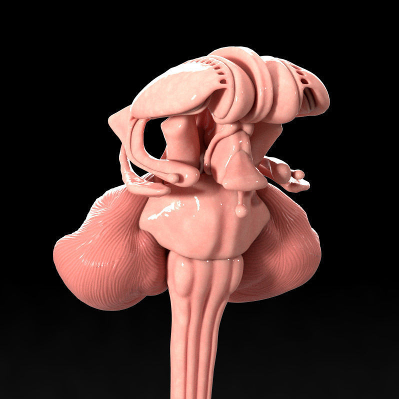 Human Brain Low-poly 3D model_7