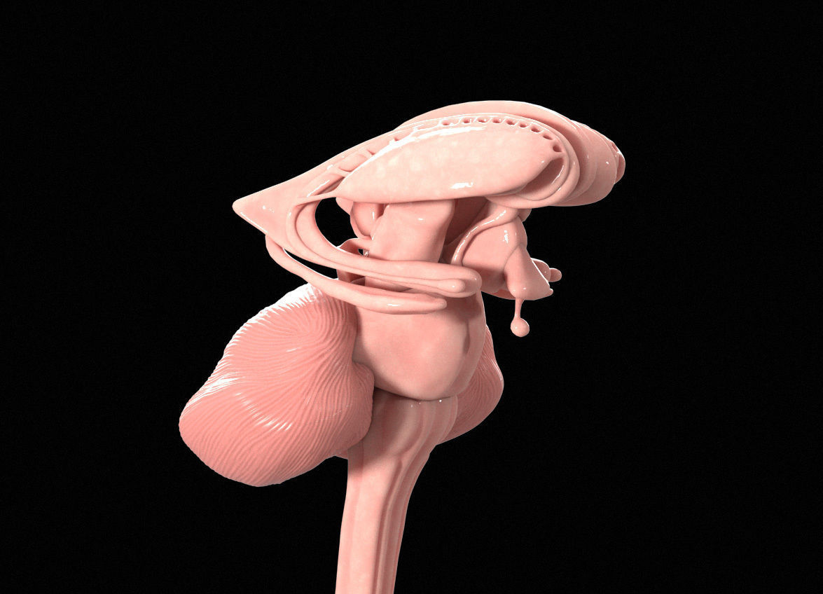 Human Brain Low-poly 3D model_9