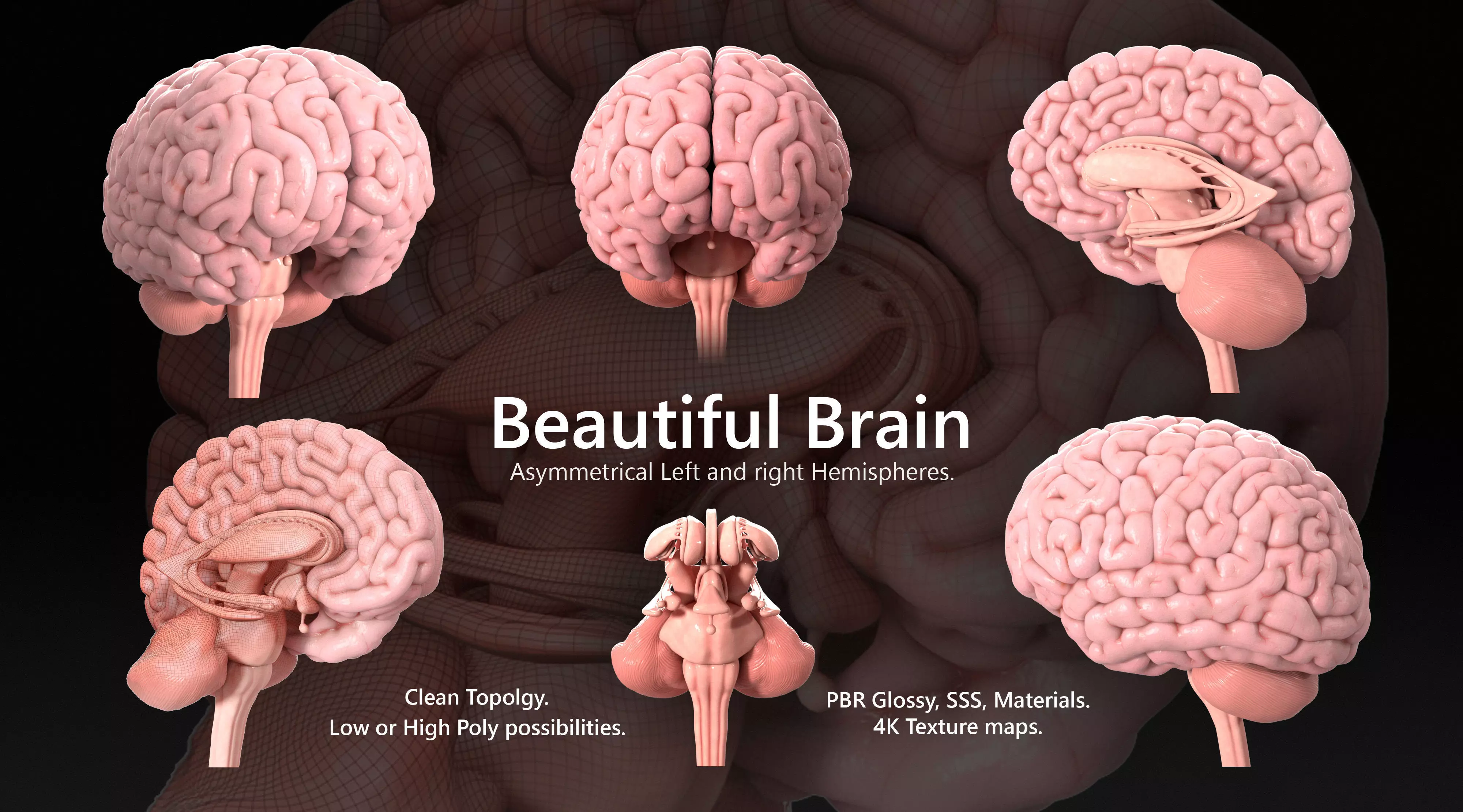 Human Brain Low-poly 3D model_0