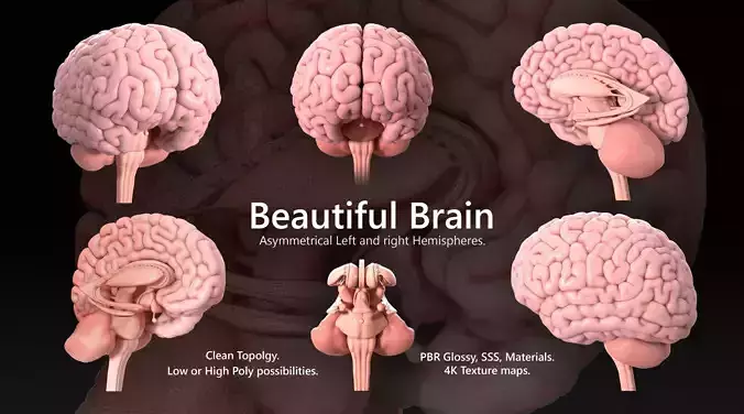 Human Brain Low-poly 3D model