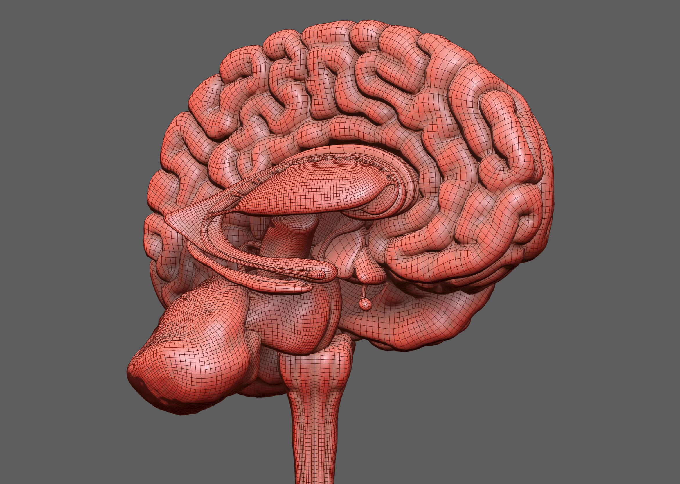 Human Brain Low-poly 3D model_12