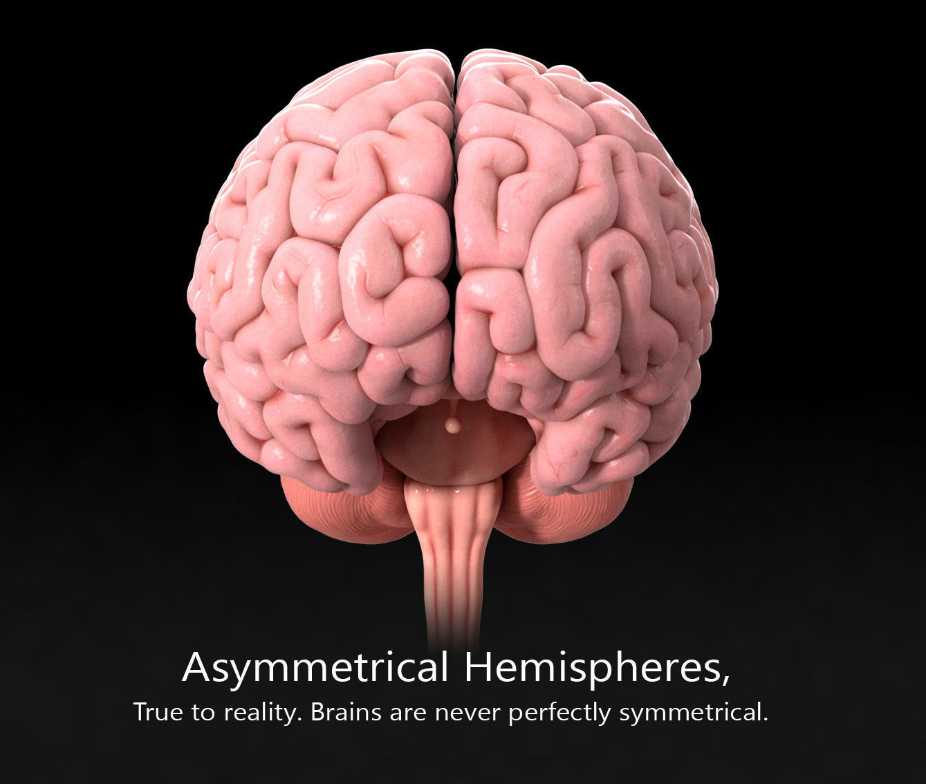 Human Brain Low-poly 3D model_1