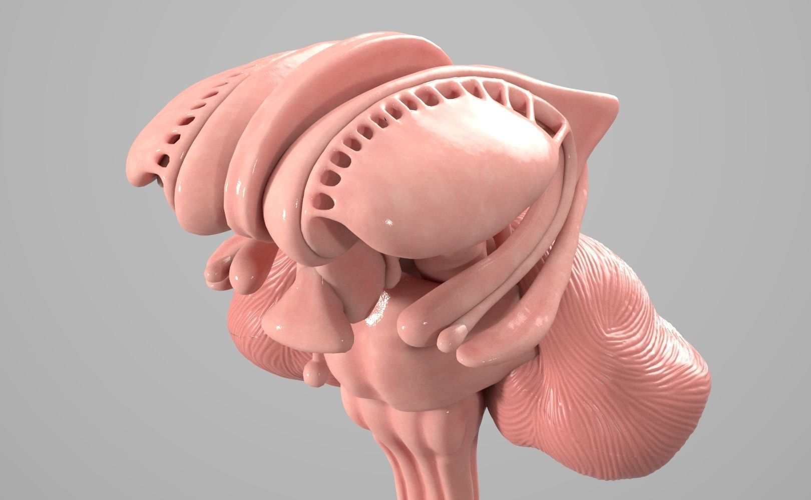 Human Brain Low-poly 3D model_10