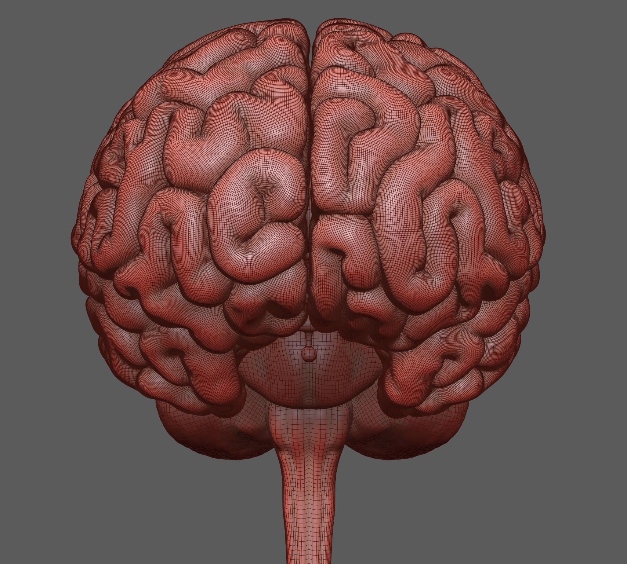 Human Brain Low-poly 3D model_14