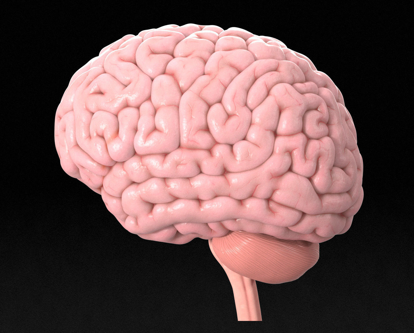 Human Brain Low-poly 3D model_6