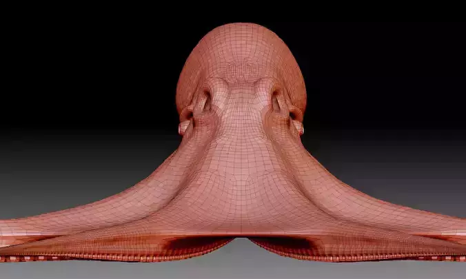 Octopus base mesh 3D model