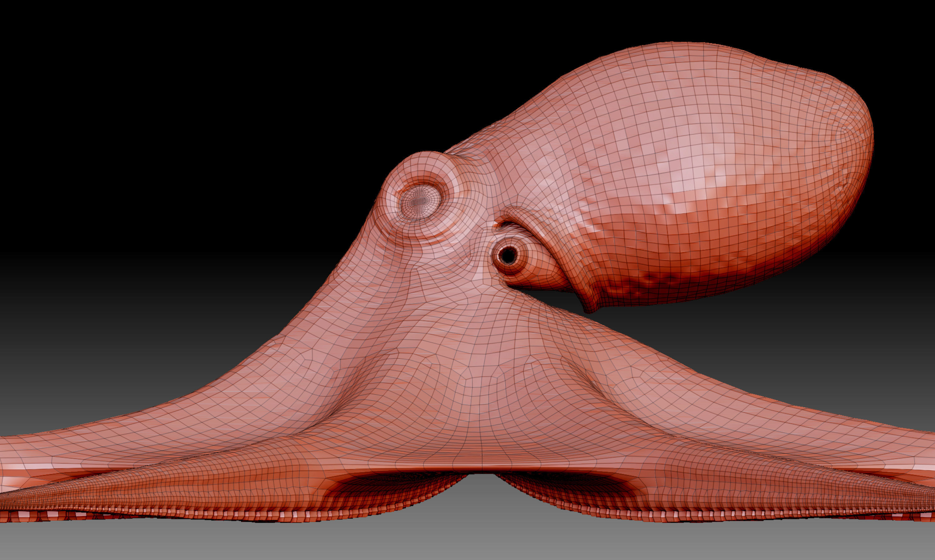 Octopus base mesh 3D model_1
