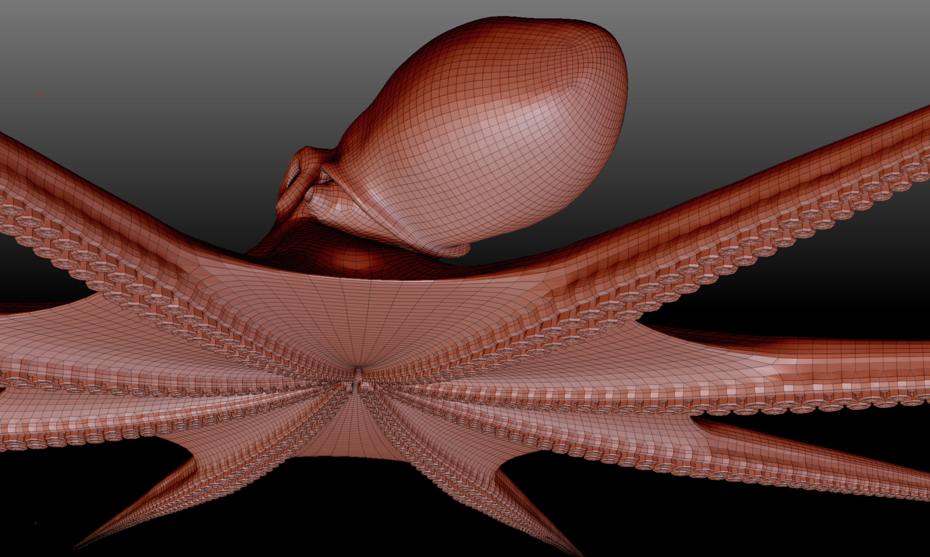 Octopus base mesh 3D model_6