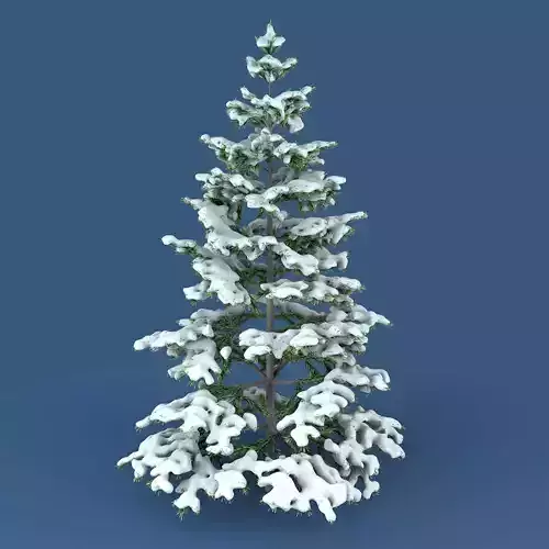 Snowy Fir Tree 