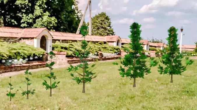 Growing Hemp Low Poly Low-poly 3D model