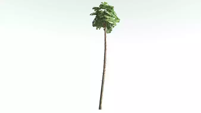 EVERYPlant Australian Fan Palm LowPoly 4 --16 Models-- Low-poly 3D model