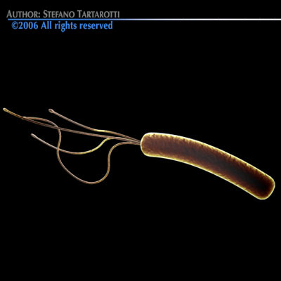 Helicobacter pylori bacteria 3D model_4