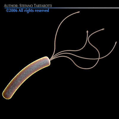 Helicobacter pylori bacteria 3D model_1