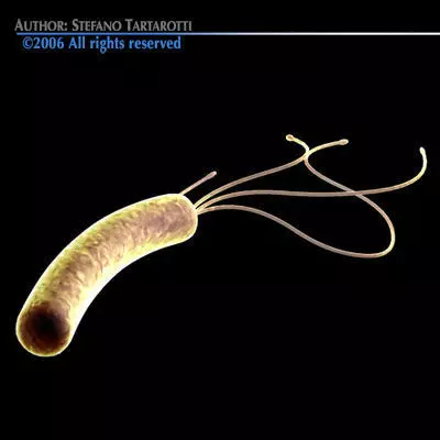 Helicobacter pylori bacteria 3D model_0