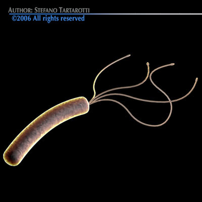 Helicobacter pylori bacteria 3D model_2