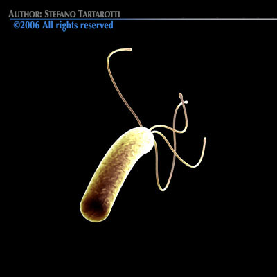 Helicobacter pylori bacteria 3D model_5