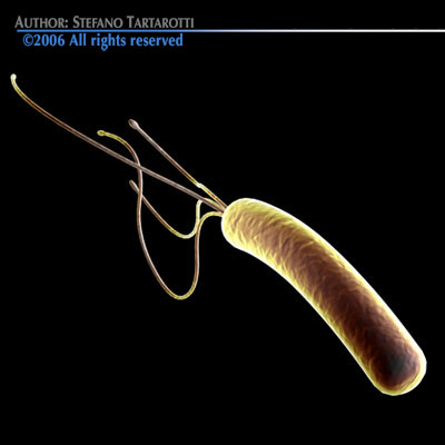 Helicobacter pylori bacteria 3D model_3