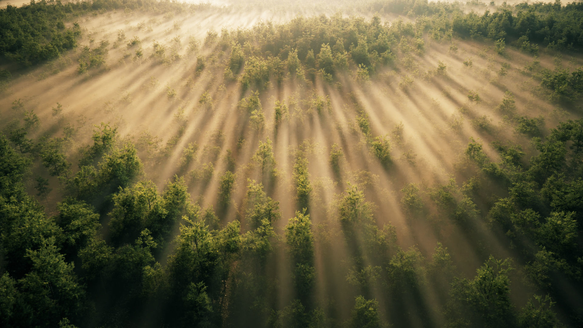 large panoramic view of tropical rain forests plains grasslands 3D model_1