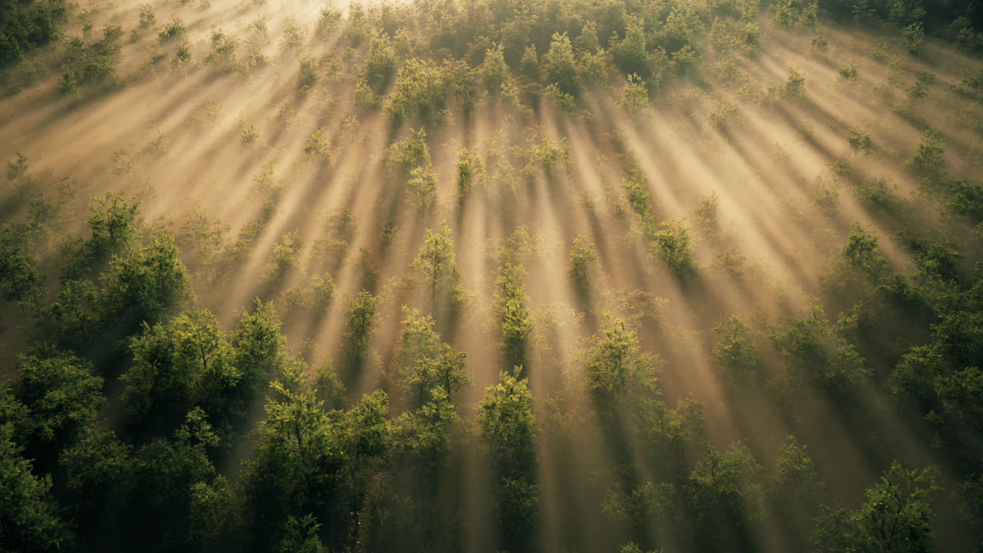 large panoramic view of tropical rain forests plains grasslands 3D model_2