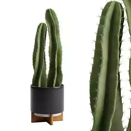 Potted Cereus Peruvianus 3D model
