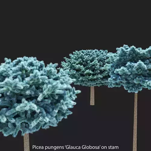 Blue spruce - Picea Pungens Glauca Globosa on stam 120-150 cm