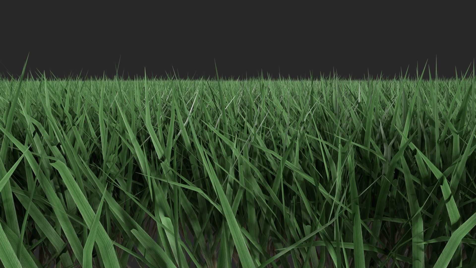 Realistic lawn grass collection - 5 Varieties  3D model_8