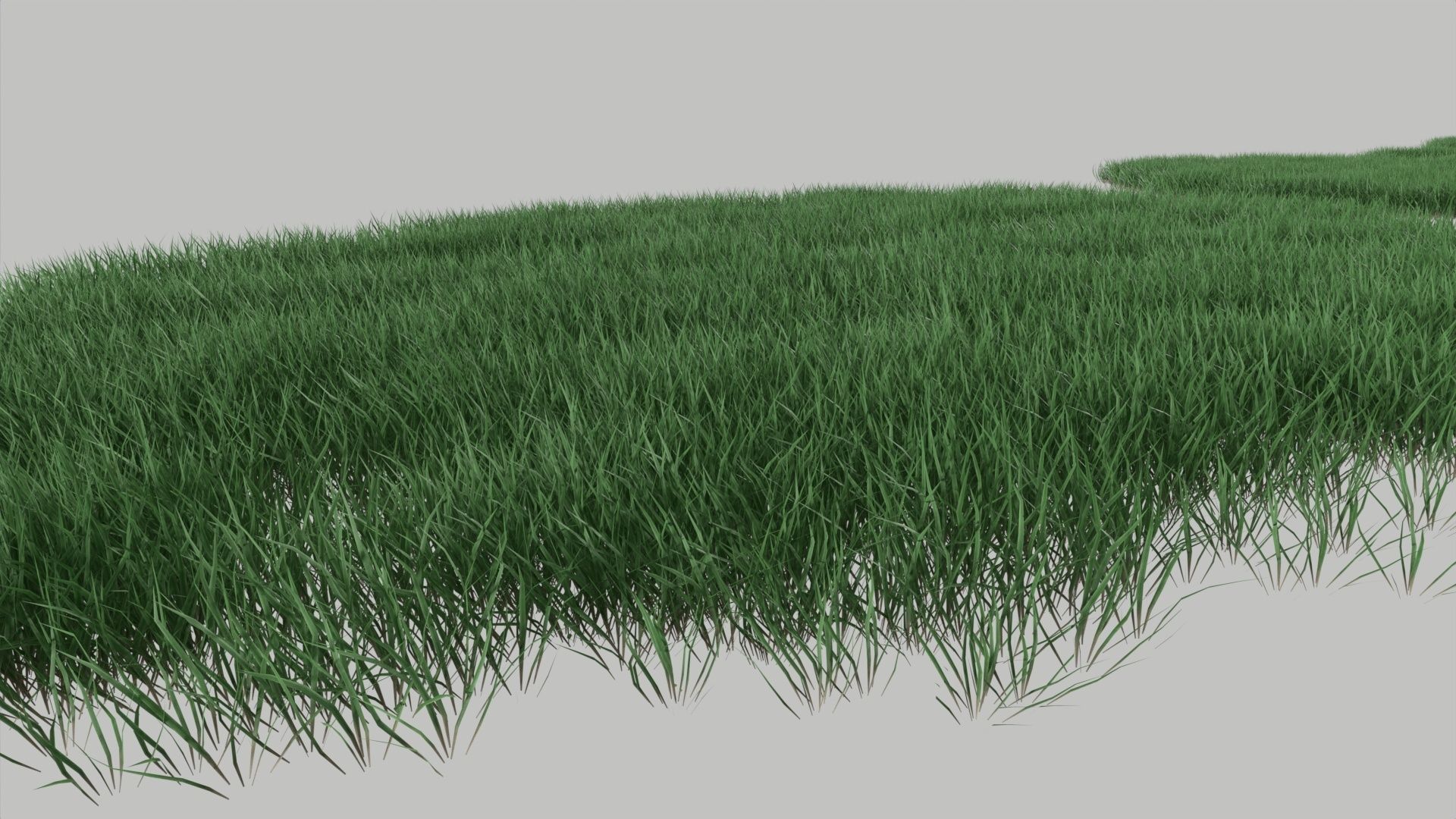 Realistic lawn grass collection - 5 Varieties  3D model_5