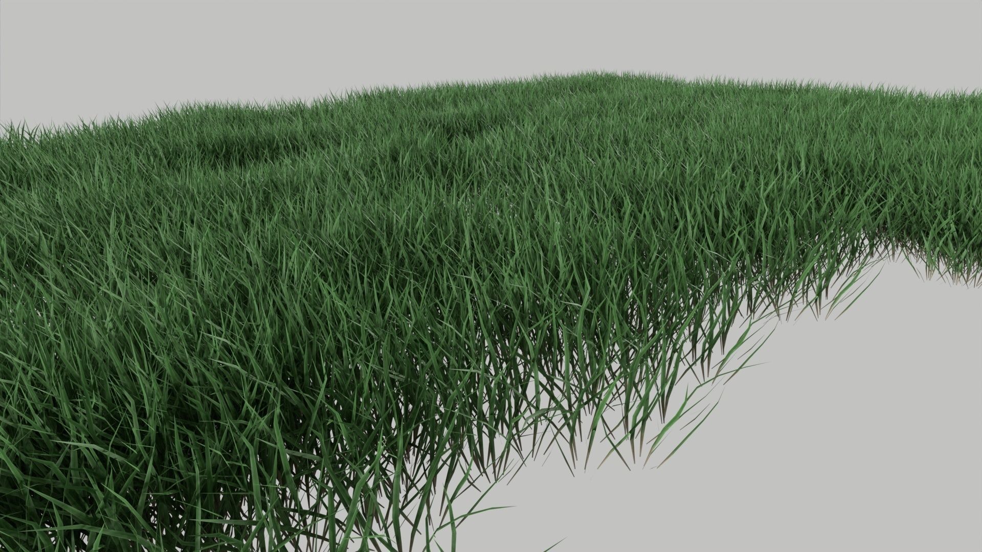Realistic lawn grass collection - 5 Varieties  3D model_6