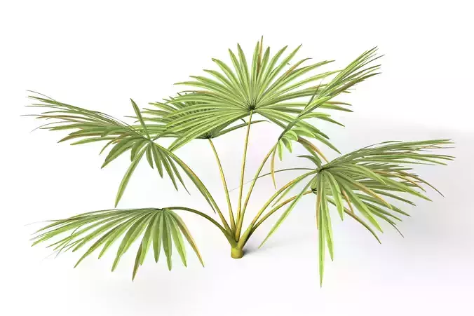 Palm Tree Leaves 3D model
