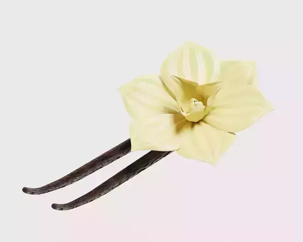 Vanilla flower Low-poly 3D model