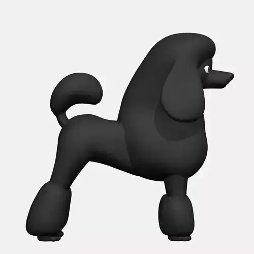 Black poodle dog 