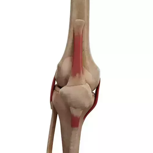Human  Knee Bones And Meniscus  Low-poly 3D model