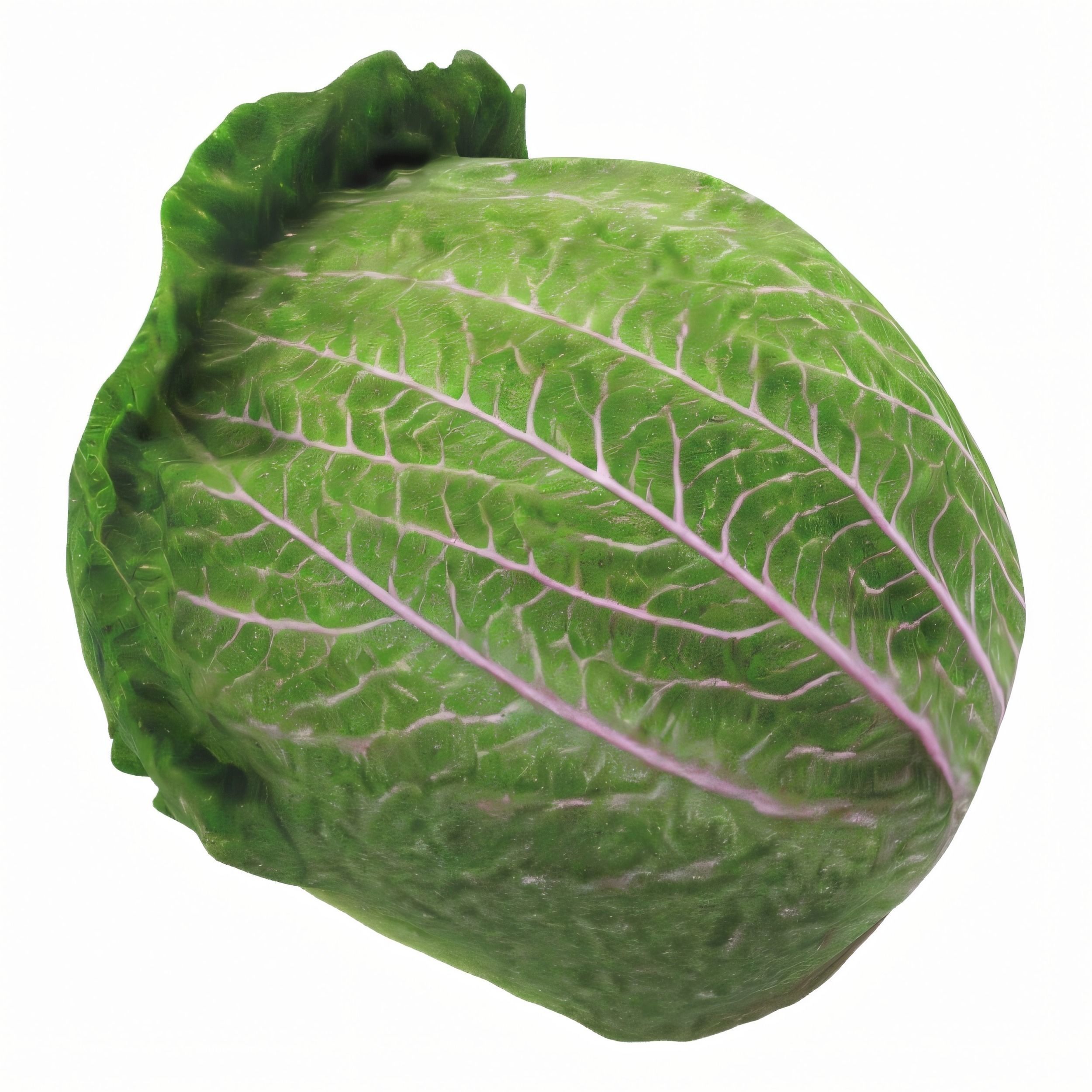 Hyper-Realistic Lettuce 3D model_5