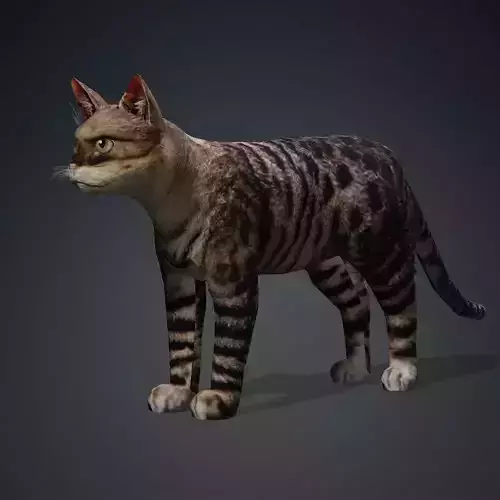 Animated Low poly Cat