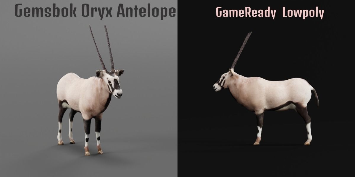 Gemsbok Oryx Antelope Low-poly 3D model_2