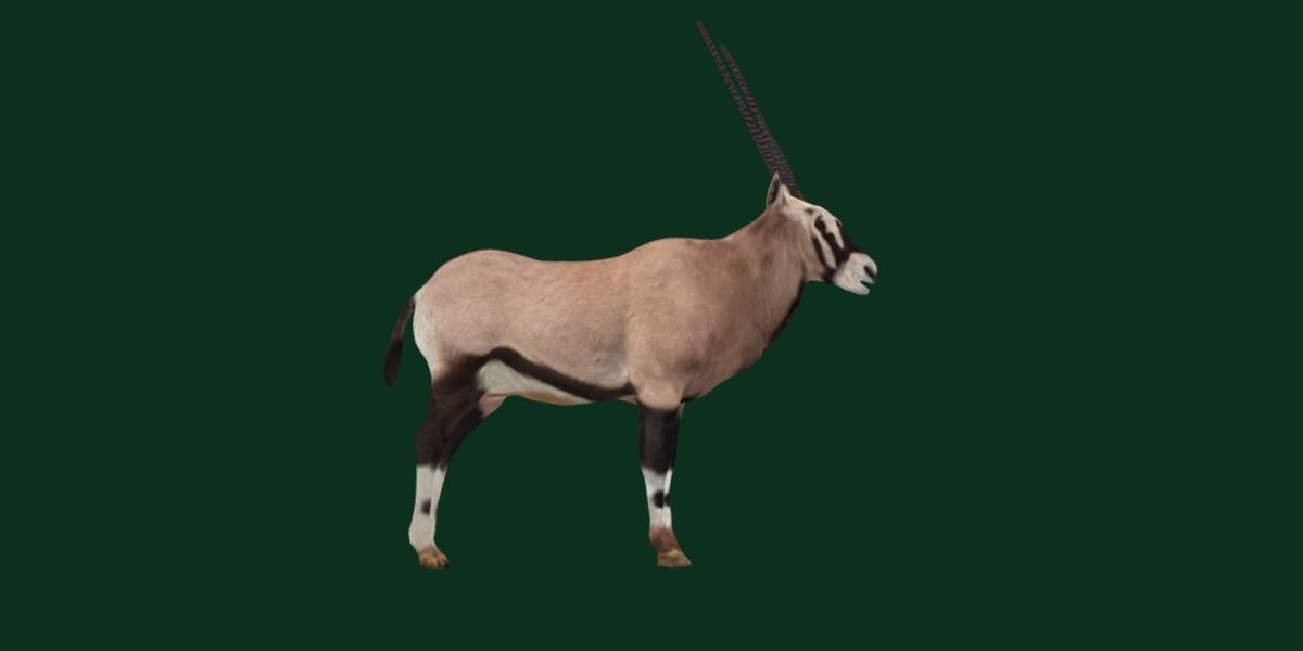 Gemsbok Oryx Antelope Low-poly 3D model_14