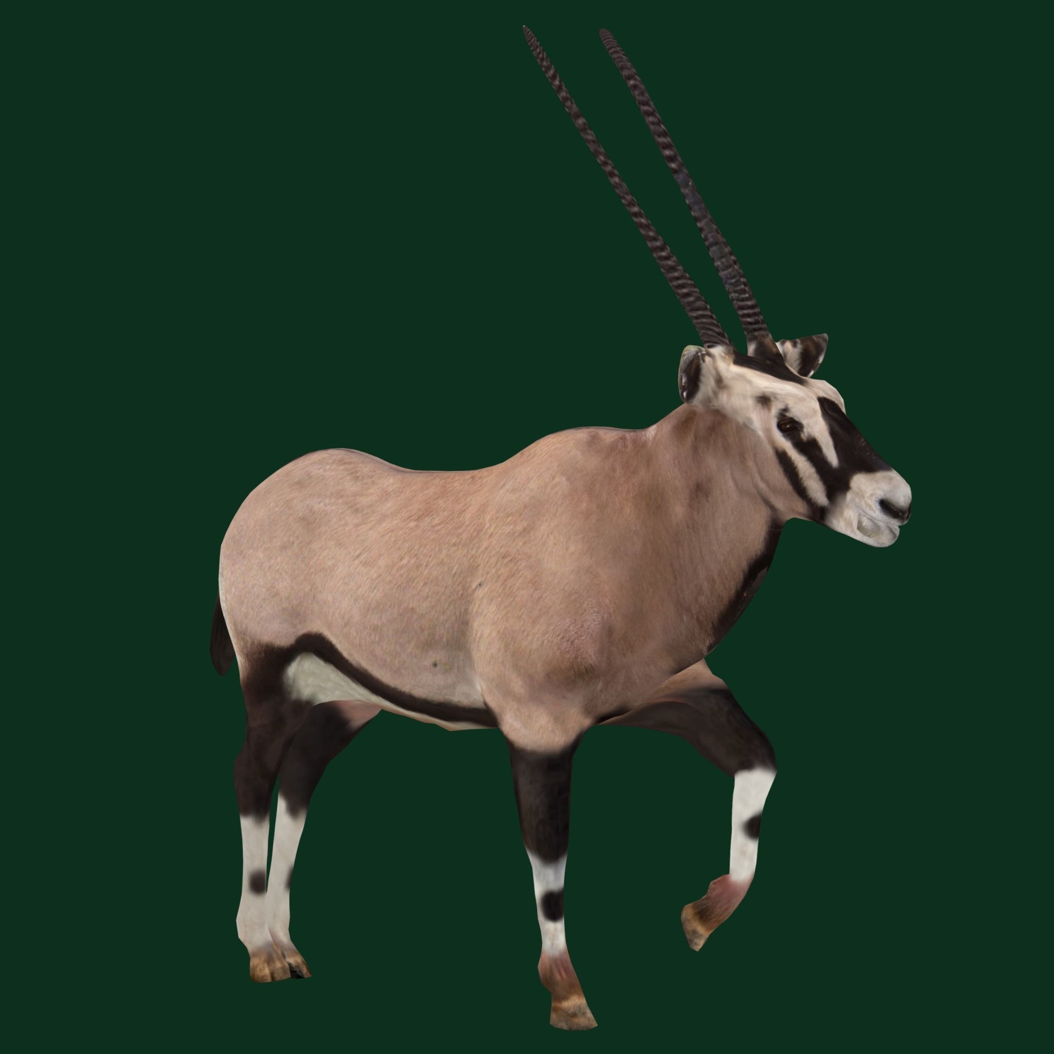 Gemsbok Oryx Antelope Low-poly 3D model_9