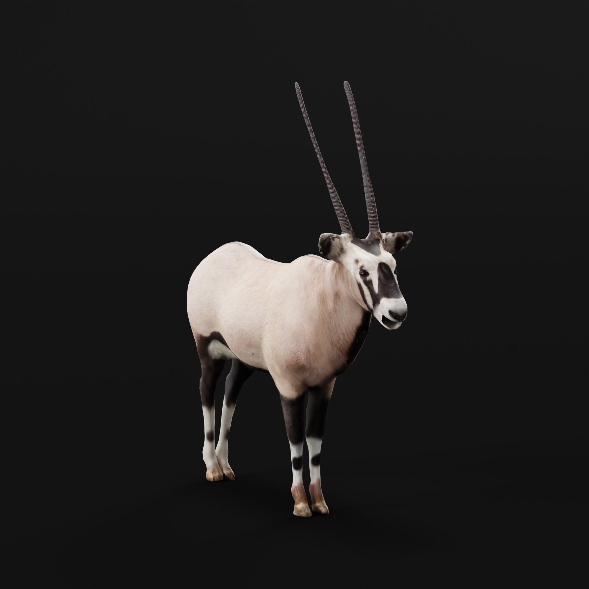 Gemsbok Oryx Antelope Low-poly 3D model_21