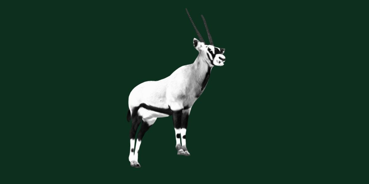Gemsbok Oryx Antelope Low-poly 3D model_17