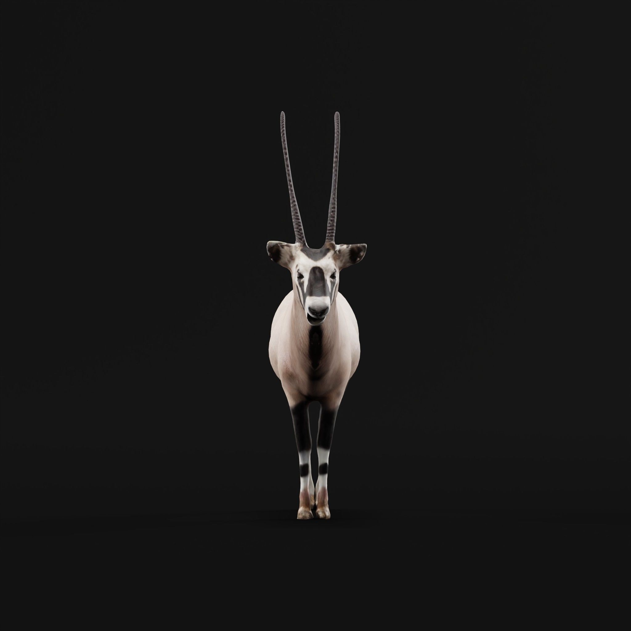 Gemsbok Oryx Antelope Low-poly 3D model_22