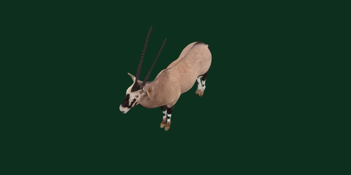 Gemsbok Oryx Antelope Low-poly 3D model_15