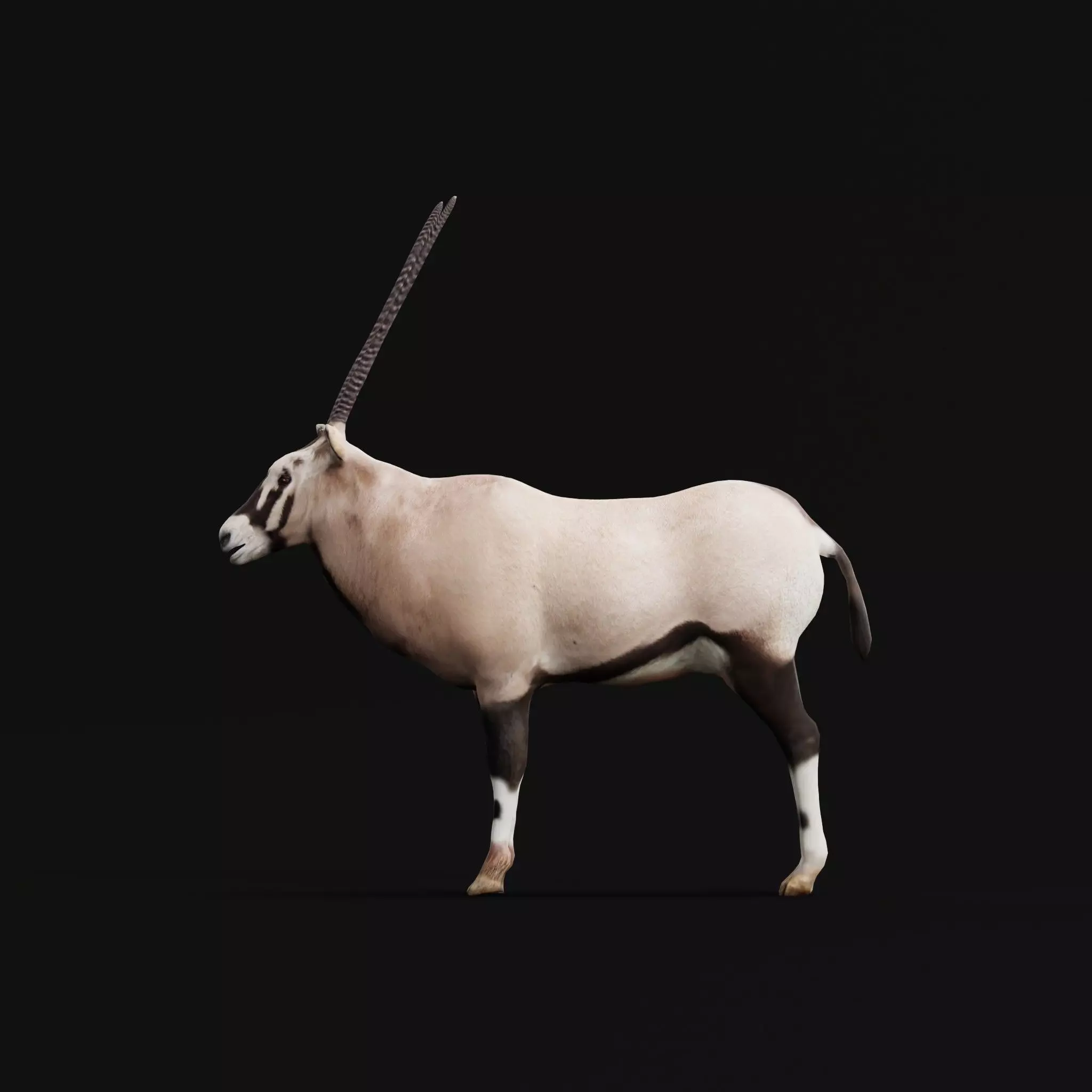 Gemsbok Oryx Antelope Low-poly 3D model_0