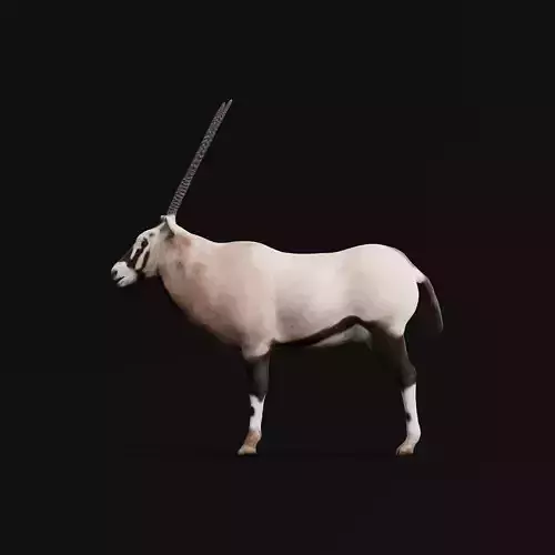Gemsbok Oryx Antelope Low-poly 3D model