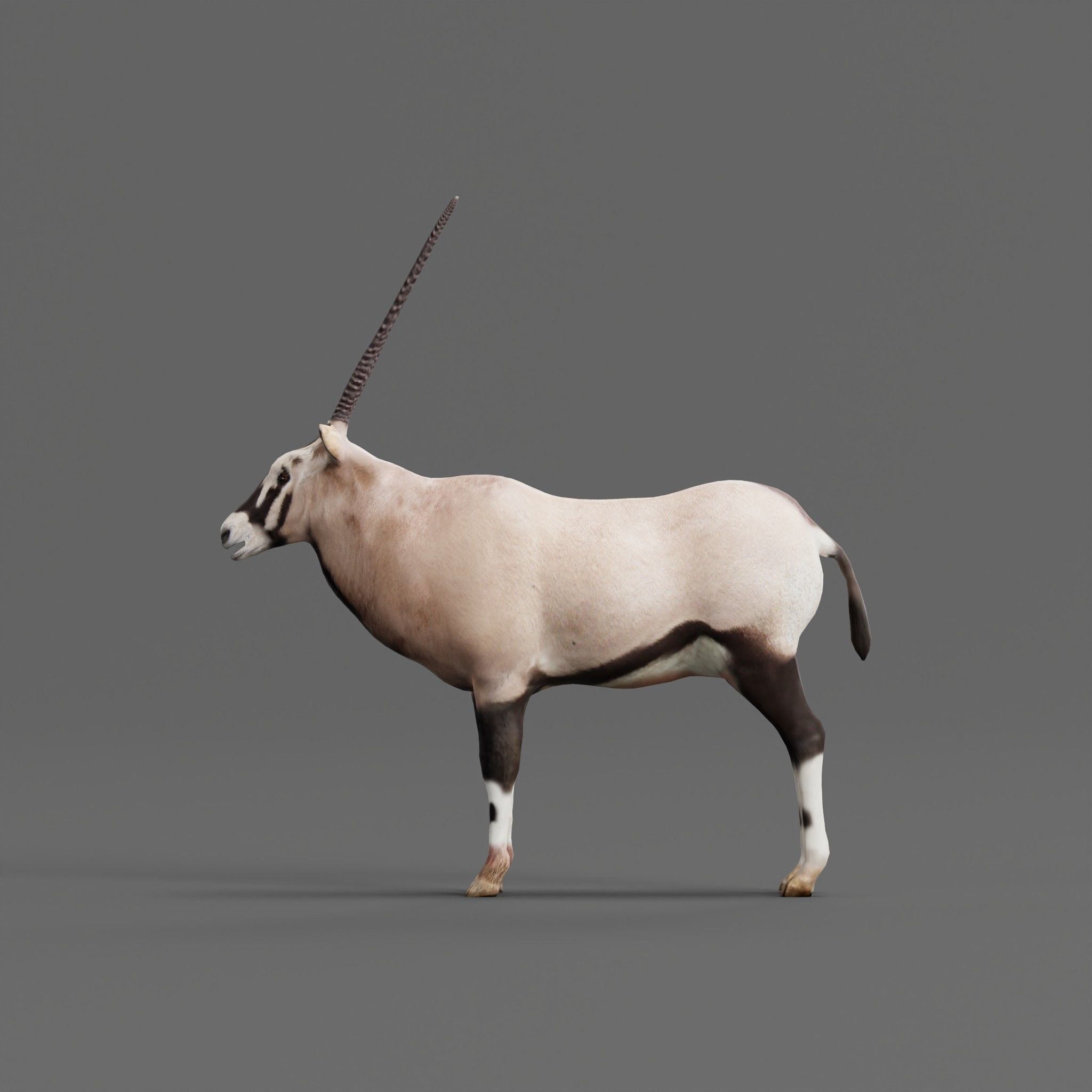 Gemsbok Oryx Antelope Low-poly 3D model_24