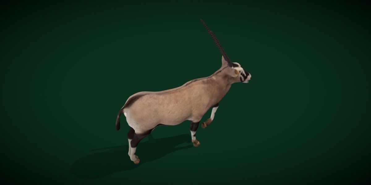 Gemsbok Oryx Antelope Low-poly 3D model_3