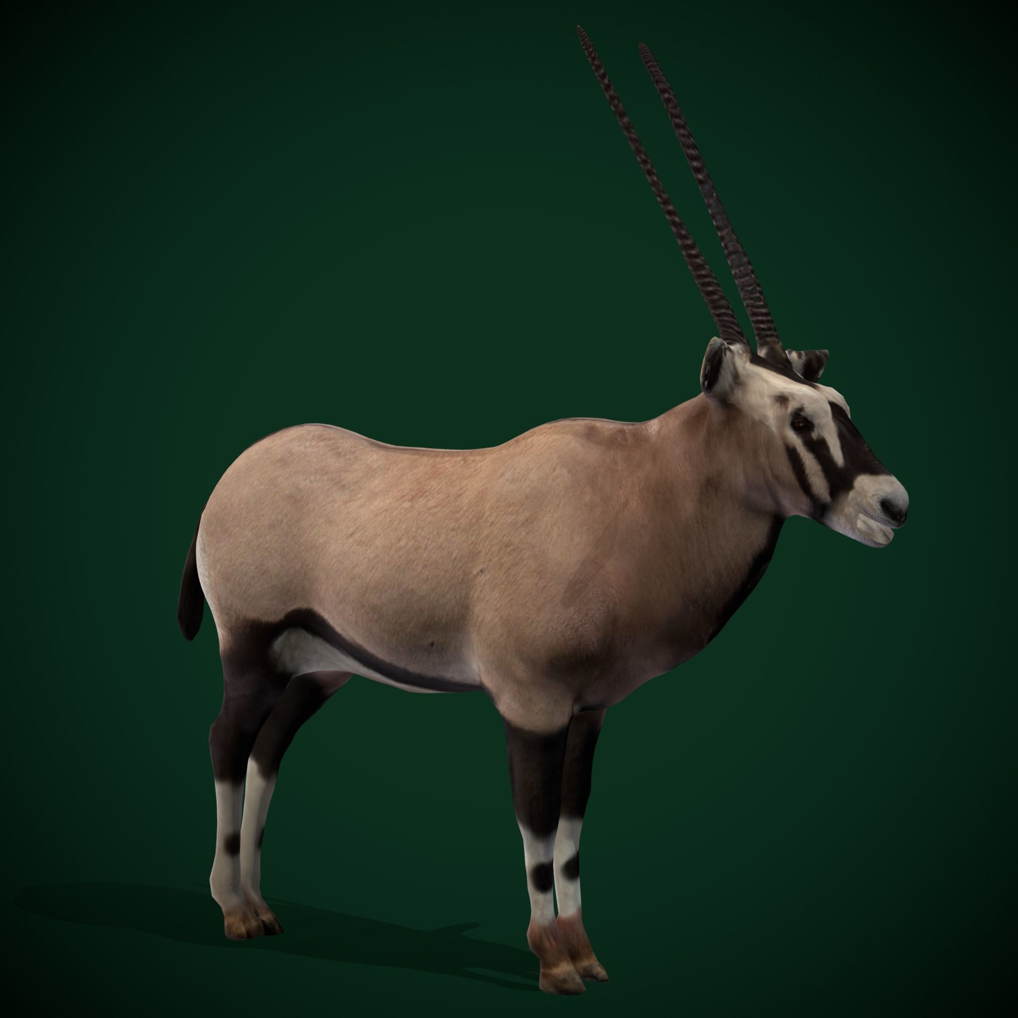 Gemsbok Oryx Antelope Low-poly 3D model_10